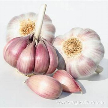 Buy Discount Fresh Purple Garlic Bulk